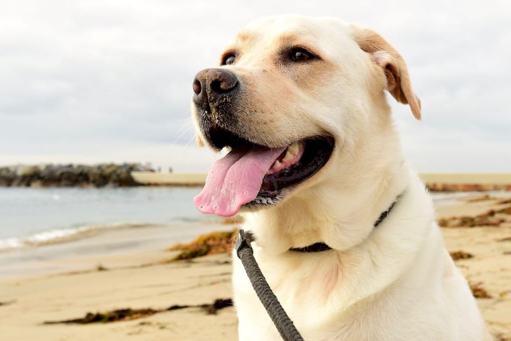 onnellinen koira rannalla labrador tutkimus koiran hyvinvointi