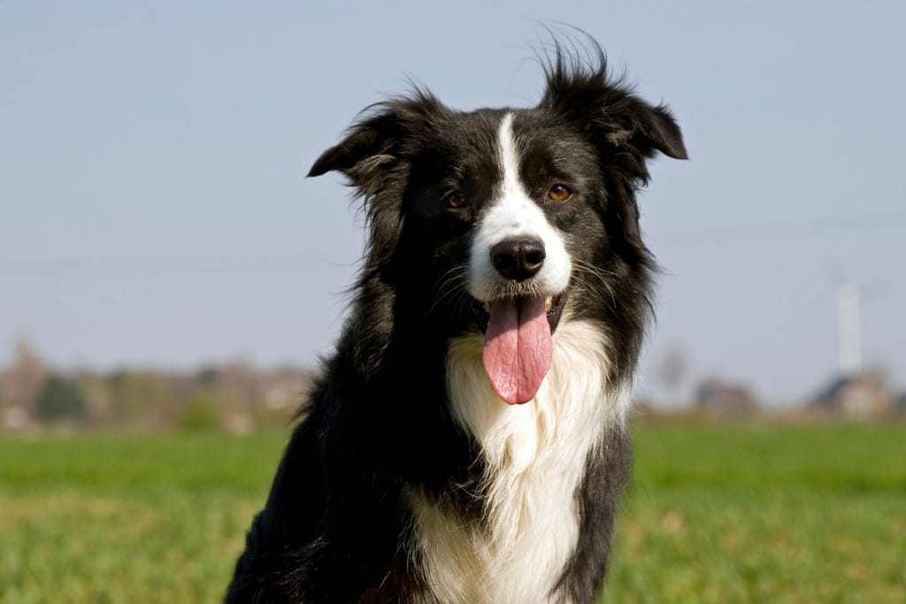 Mustavalkoinen bordercollie istuu vihreällä niityllä kieli ulkona ja katse terävästi eteenpäin