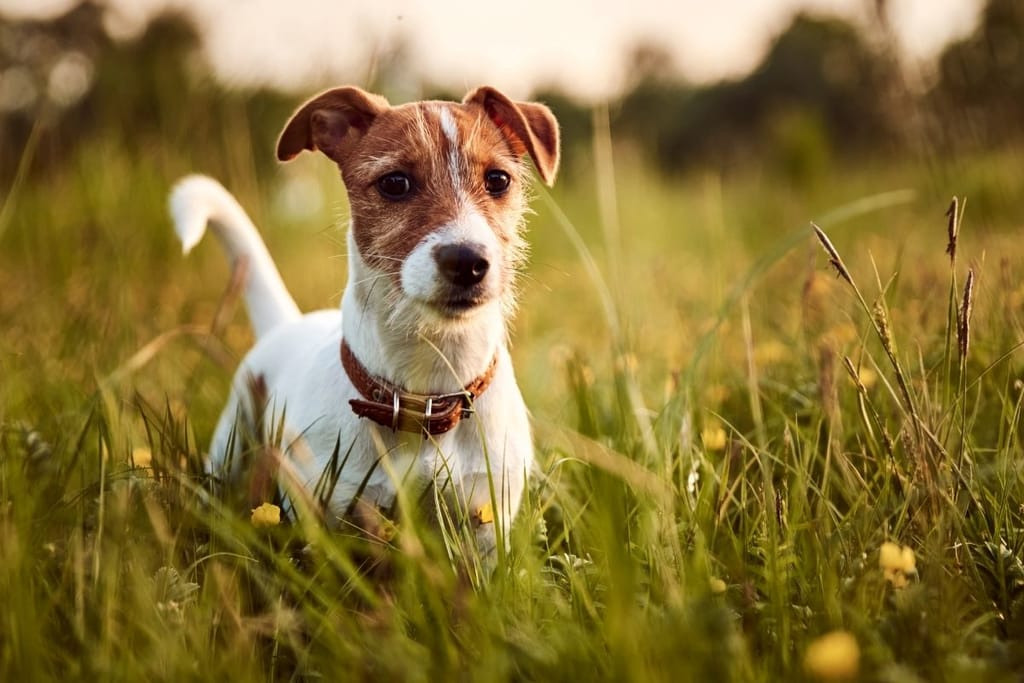 Pieni jackrussellinterrieri seisoo uteliaana korkeassa vihreässä ruohikossa luonnossa.