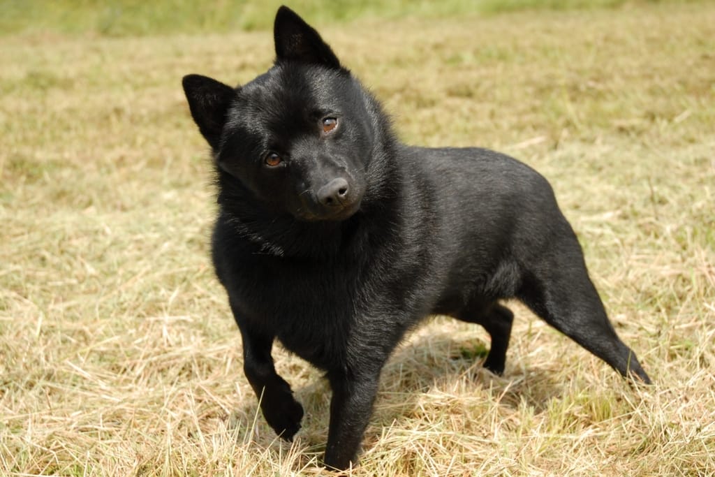 Musta schipperke seisoo nurmikolla ja katsoo kameraan pää hieman kallellaan.