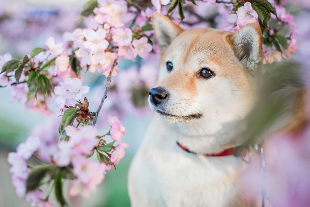 Vaaleanruskea shiba seisoo vaaleanpunaisten kukkien keskellä ja katsoo sivulle.
