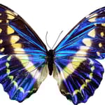 sininen perhonen siivet levällään muodonmuutoksen jälkeen