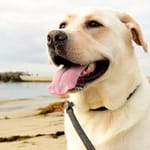 onnellinen koira rannalla labrador tutkimus koiran hyvinvointi