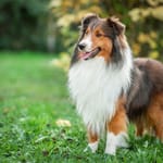 koira ulkona nurmikolla collie koiran onnellisuus tutkimus