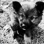 8-viikkoinen koiranpentu ulkona – pienet koirat voivat altistua hengenvaarallisille roskille