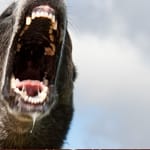 karjuva eläin lähikuvassa pelottavat loiset muuttavat käyttäytymistä